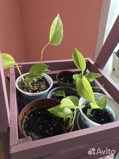 Комнатные растения