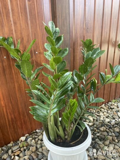 Замиокулькас