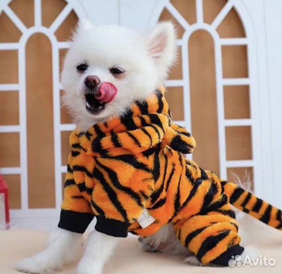 Одежда для собак