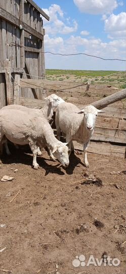 Качкари На племя