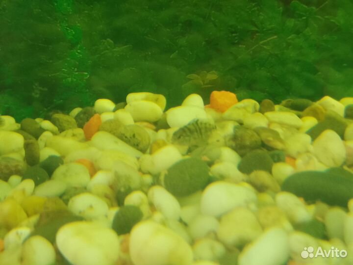 Сапфировый попугай