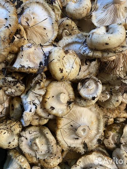 Сырой груздь