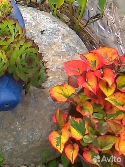 Хаутюйния. Сансевиерия цилиндра