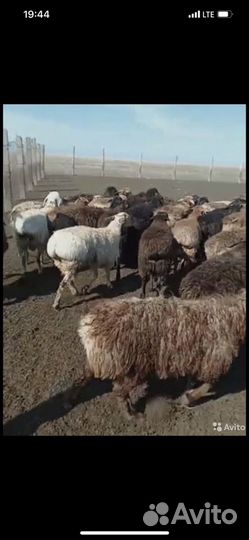 Живой баранина