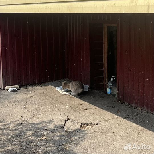 Кошечка в добрые руки