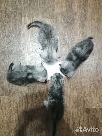 Продам британских котят вислоушек