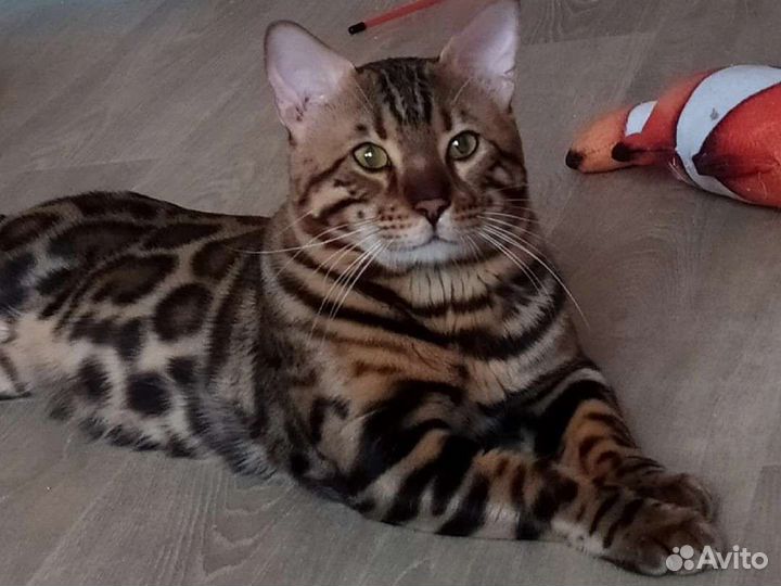 Бенгальский кот