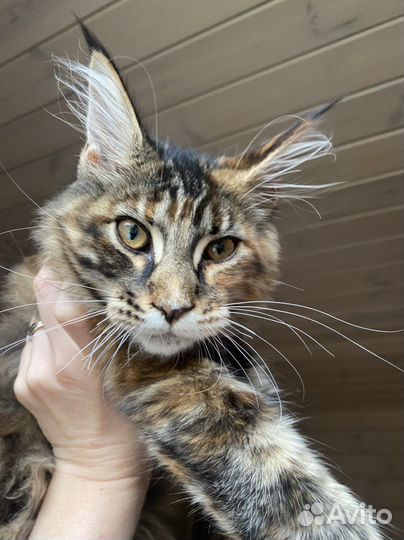 Котенок мейн-кун
