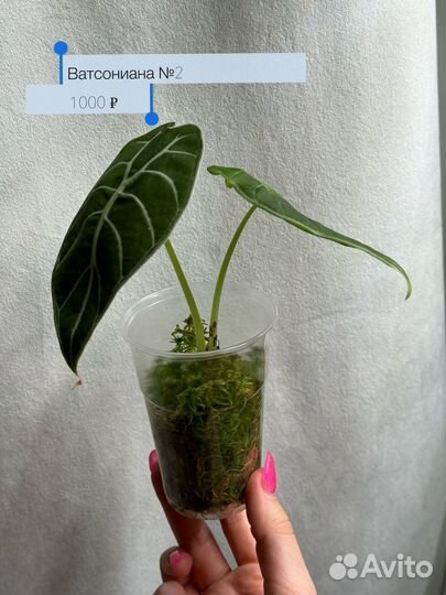 Алоказия Ватсониана Pride of Corup