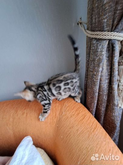Бенгальские котята