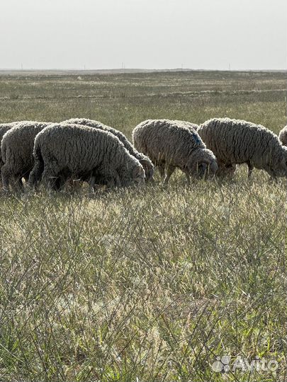 Бараны овцы