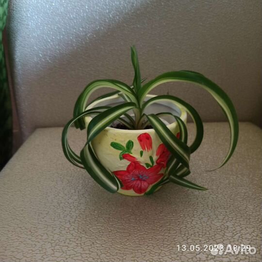 Хлорофитум кудрявый