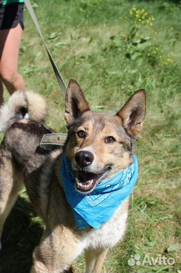 Пес Степка ищет самый лучший дом