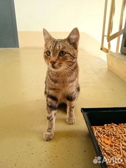 Европейская