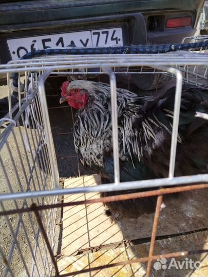 Молодые петухи