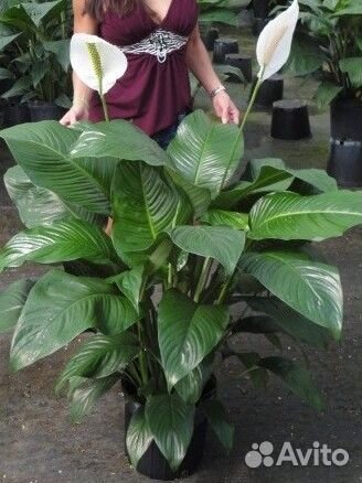 Цветущие делёнки,крупный Спатифиллум Свит Лауретта