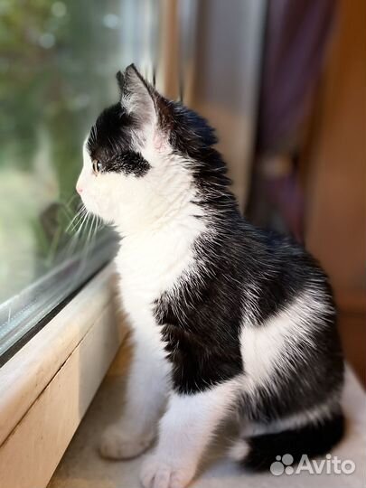 Малышка котодевочка Пэппи 2,5 месяца с добрые руки