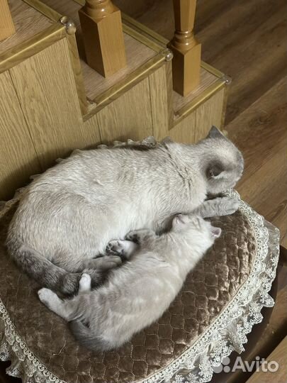 Шотландская вислоухая