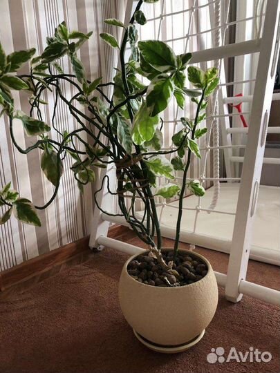 4 цветка,спатифиллум,фиалка и другие