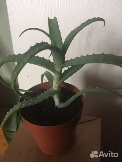 Алое древовидный(лечебное)