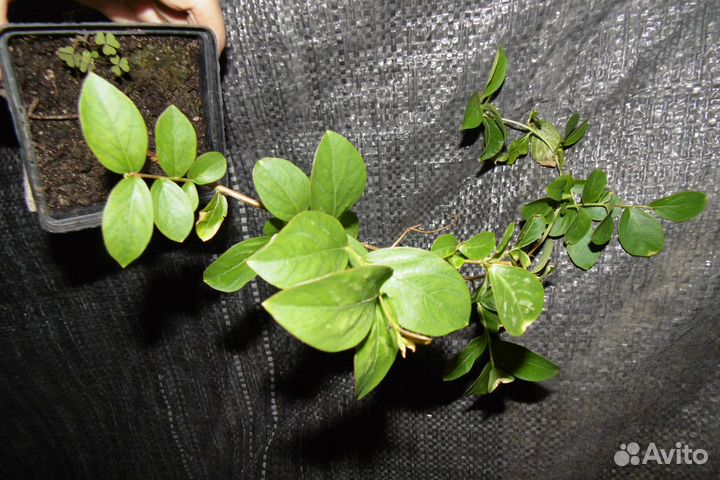 Лагерстремия индийская