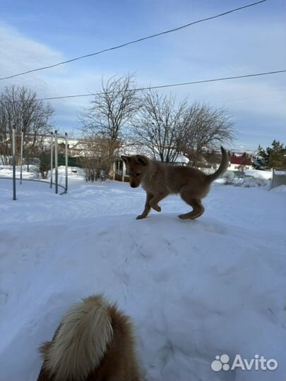 Продается щенок карело-финской лайки