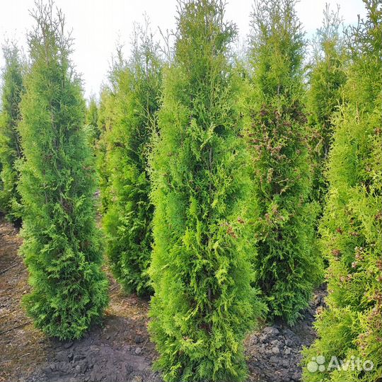 Деревья для городского озеленения