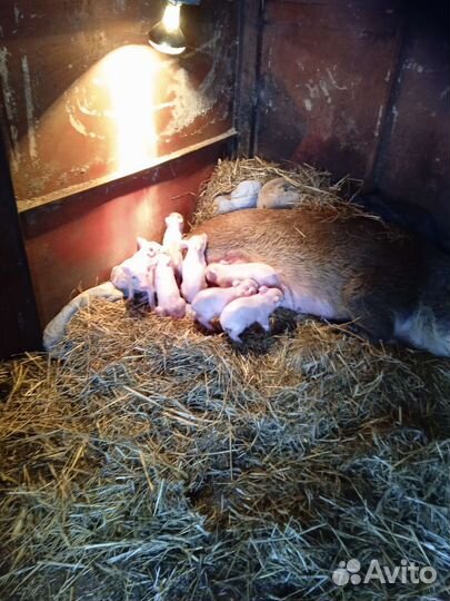 Хряк русская свинья на племя Въетнамская