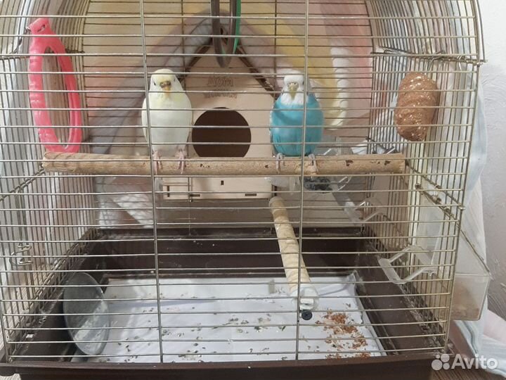 Волнистый попугай