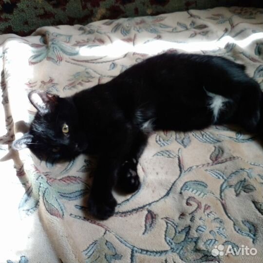 Кошки в добрые руки бесплатно