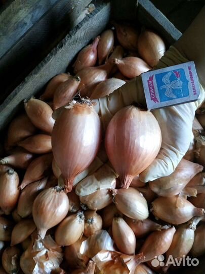 Лук-Шалот Чеснок Почтой домашний