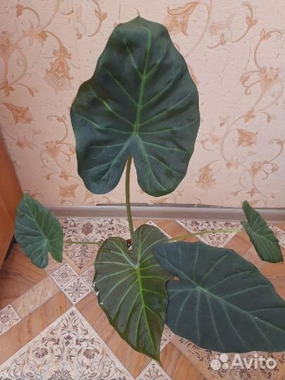 Алоказия регал шилдс