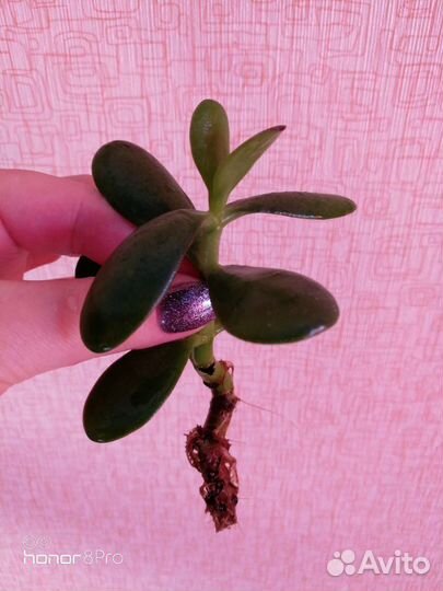 Тостянка (живое дерево)