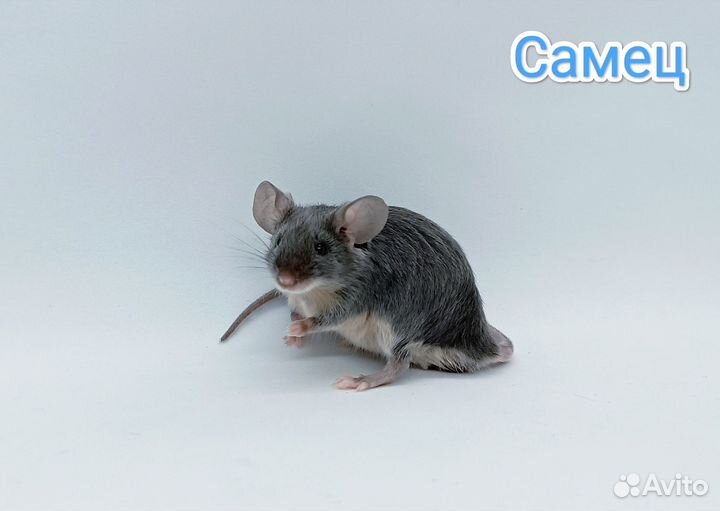 Декоративные мышки