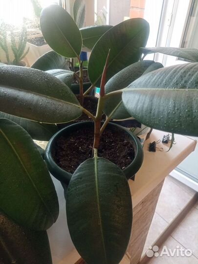 Фикус каучуковый Робуста