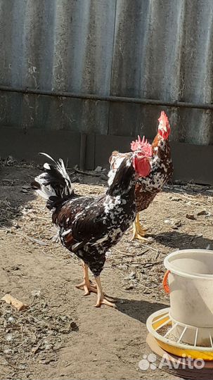 Куры петухи