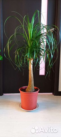 Фикус мелани