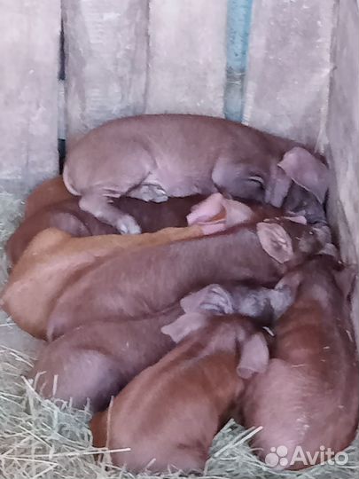 Продаю поросят породы Дюрок