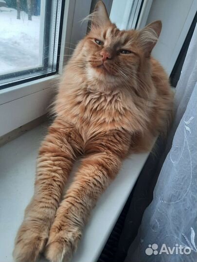 Передержка кошек и собак не больших размеров