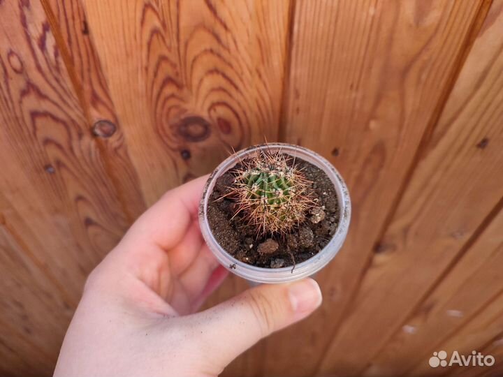 Кактус цветущий