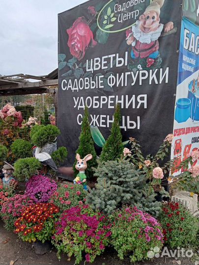 Саженцы Яблони