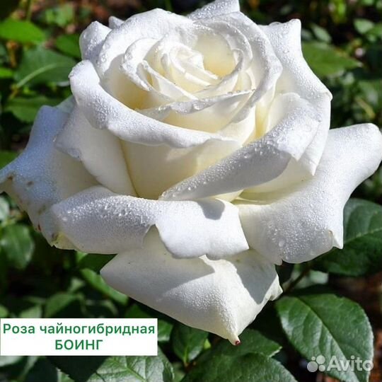 Роза чайногибридная Боинг с доставкой