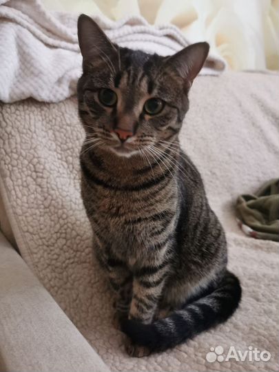 Ласковый котик в частный дом