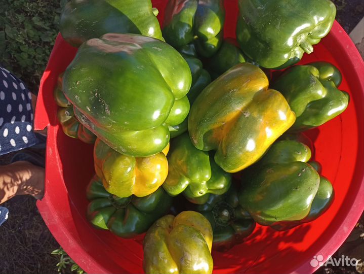 Перец болгарский домашний