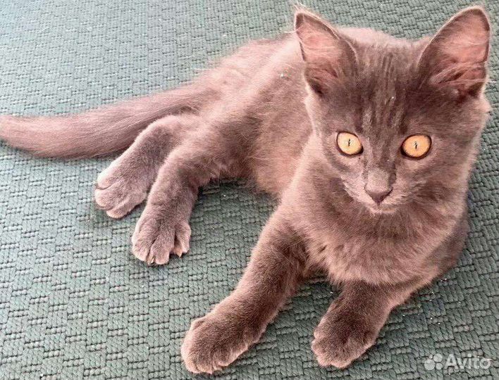 Котенок нибелунга