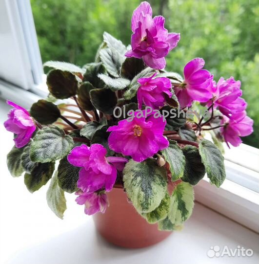 Фиалки(детки)