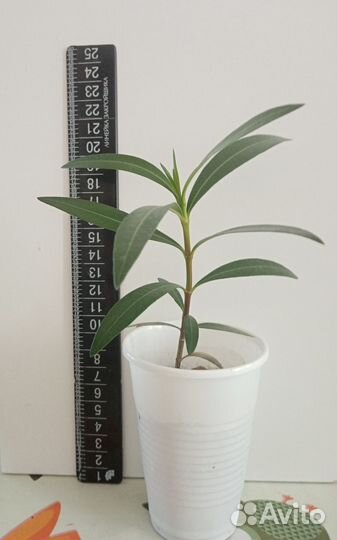 Олеандр розовый