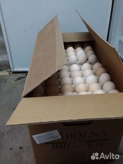 Бройлер росс 308