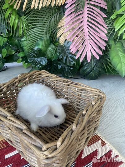 Породистые карликовые кролики