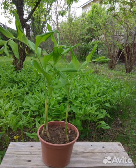Купена